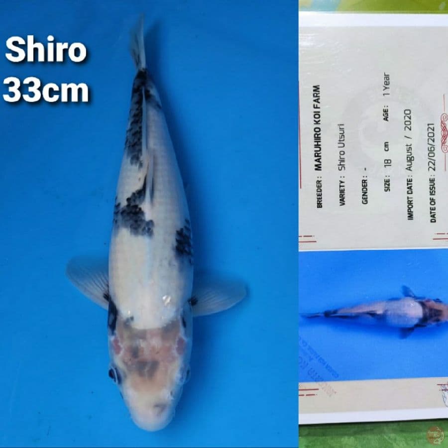 OKAWA SHIRO UTSURI 33CM SERTIFIKAT