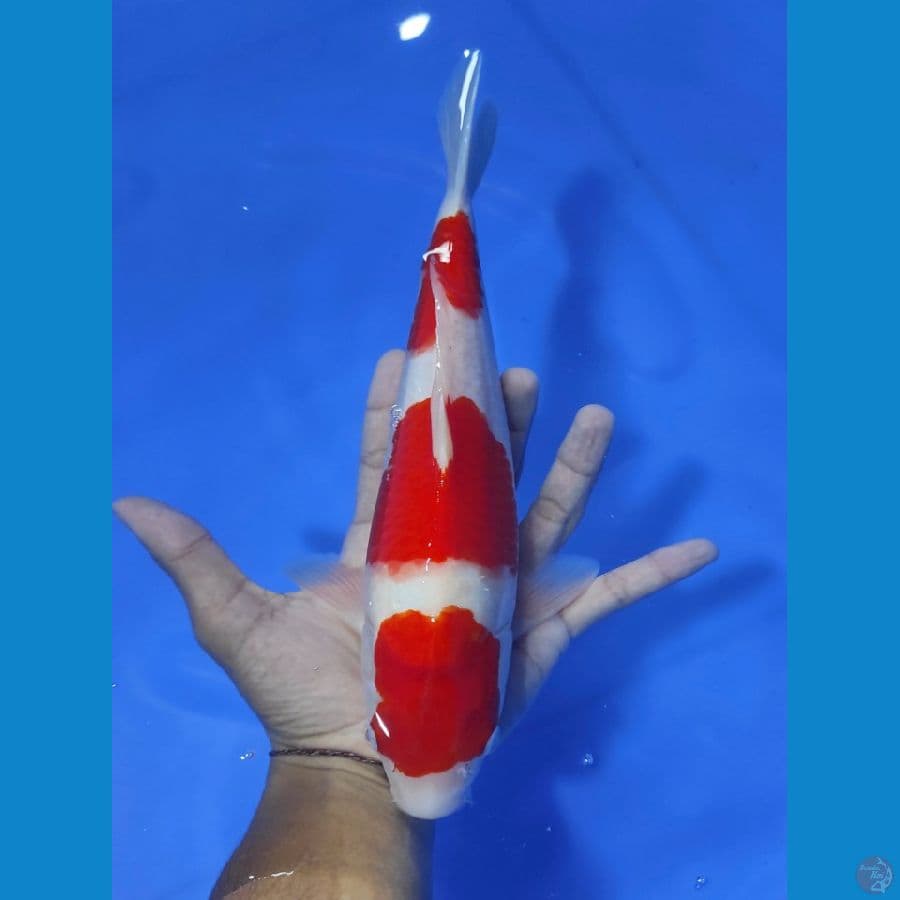 KOHAKU ORIGINAL