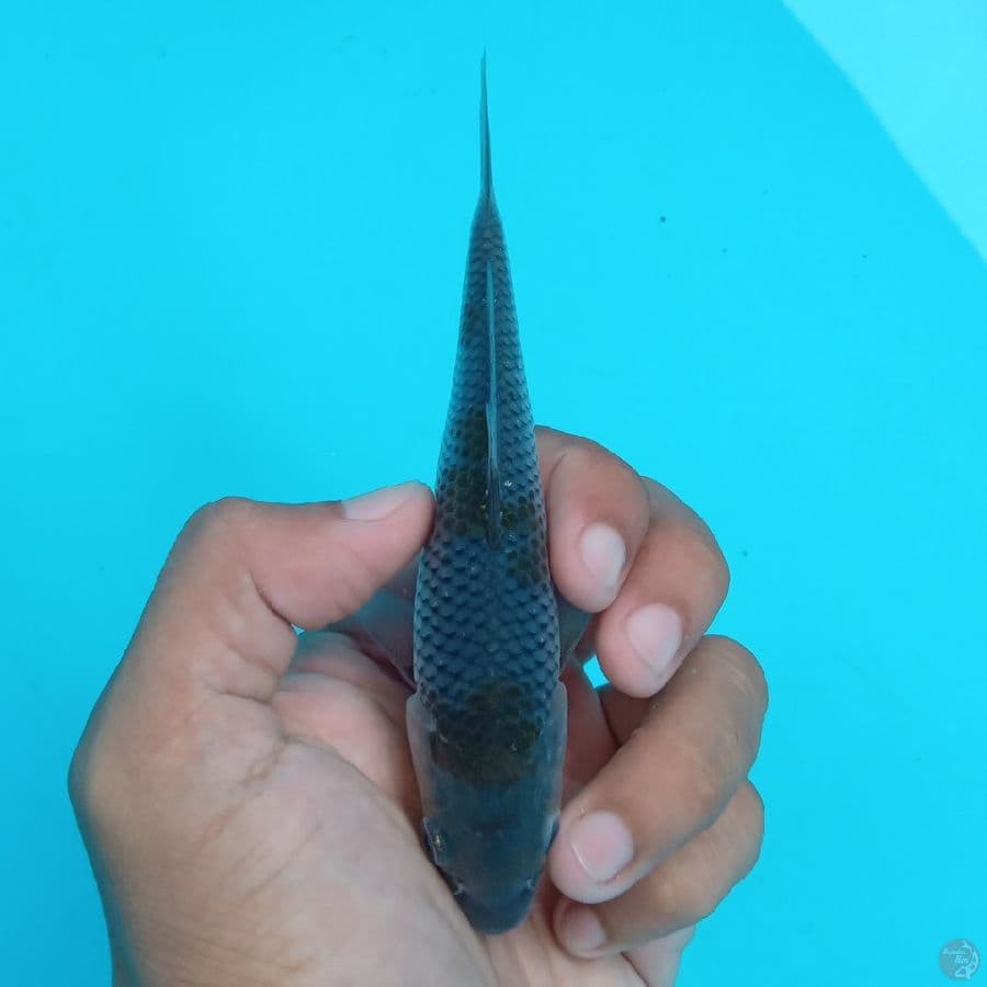 SUPER MINI - OCHIBA SHIGURE F 13CM