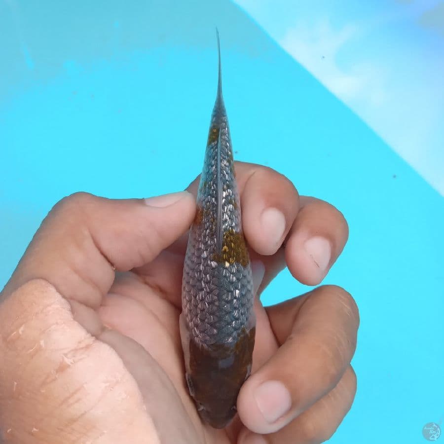 KAWARI - OCHIBA GINRIN A 10CM