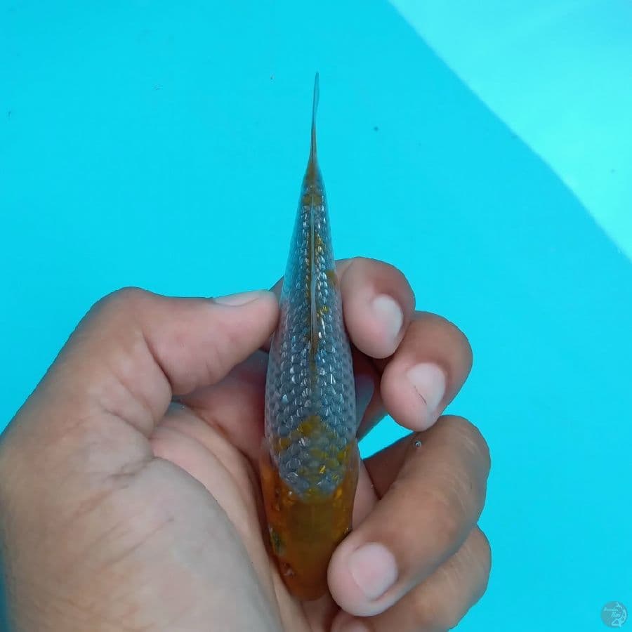 KAWARI - OCHIBA GINRIN B 10CM