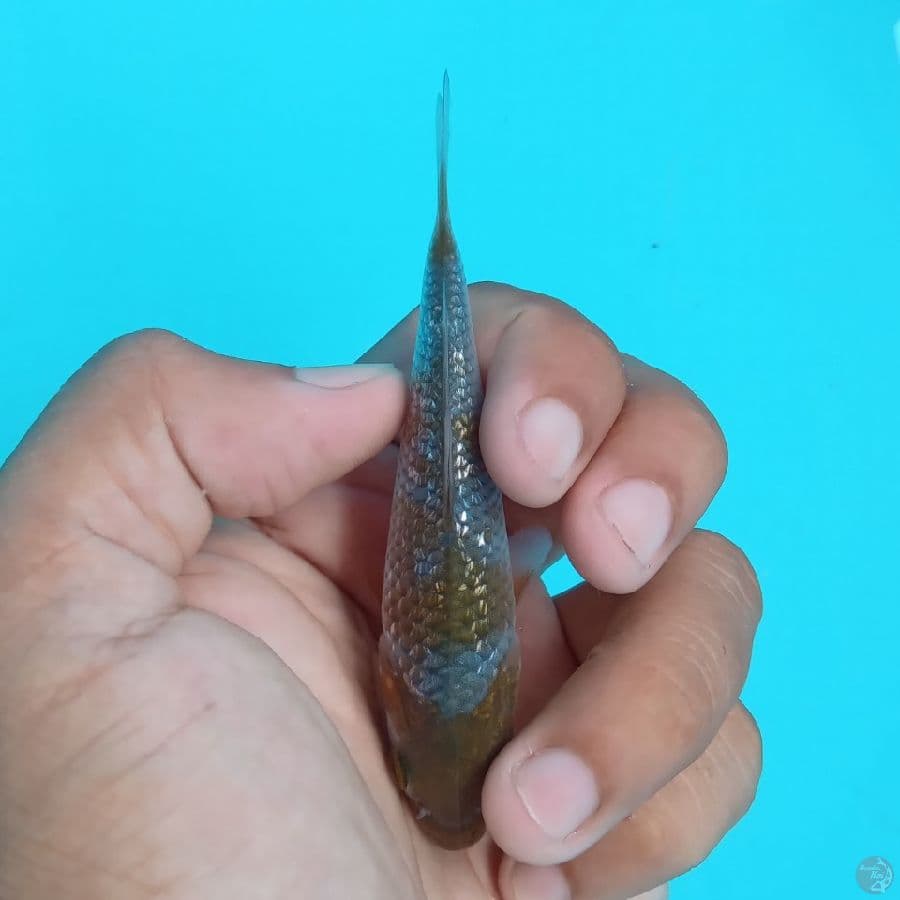 KAWARI - OCHIBA GINRIN C 9CM