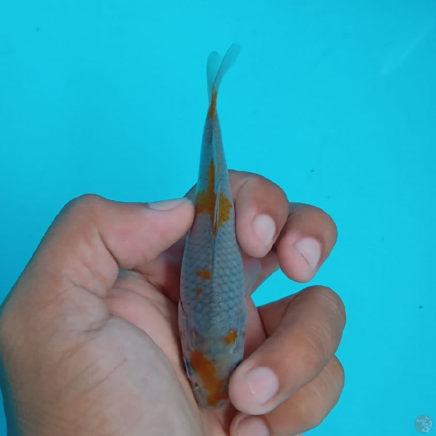 KAWARI - OCHIBA SHIGURE D 12CM