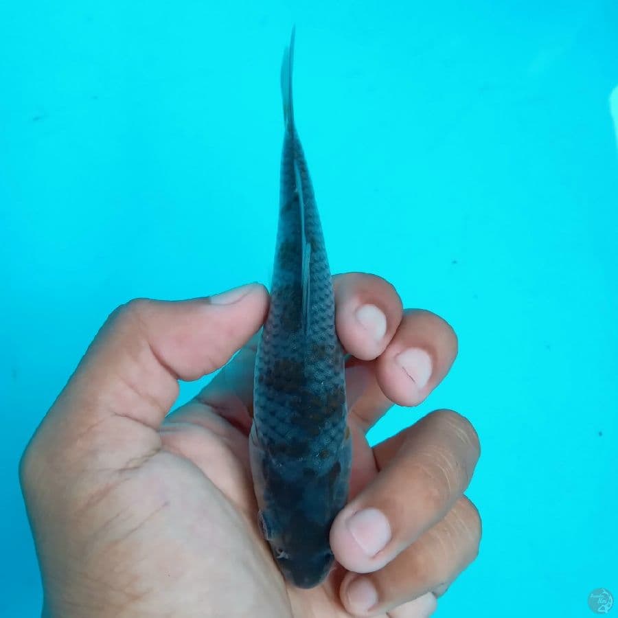KAWARI - OCHIBA SHIGURE E 13CM