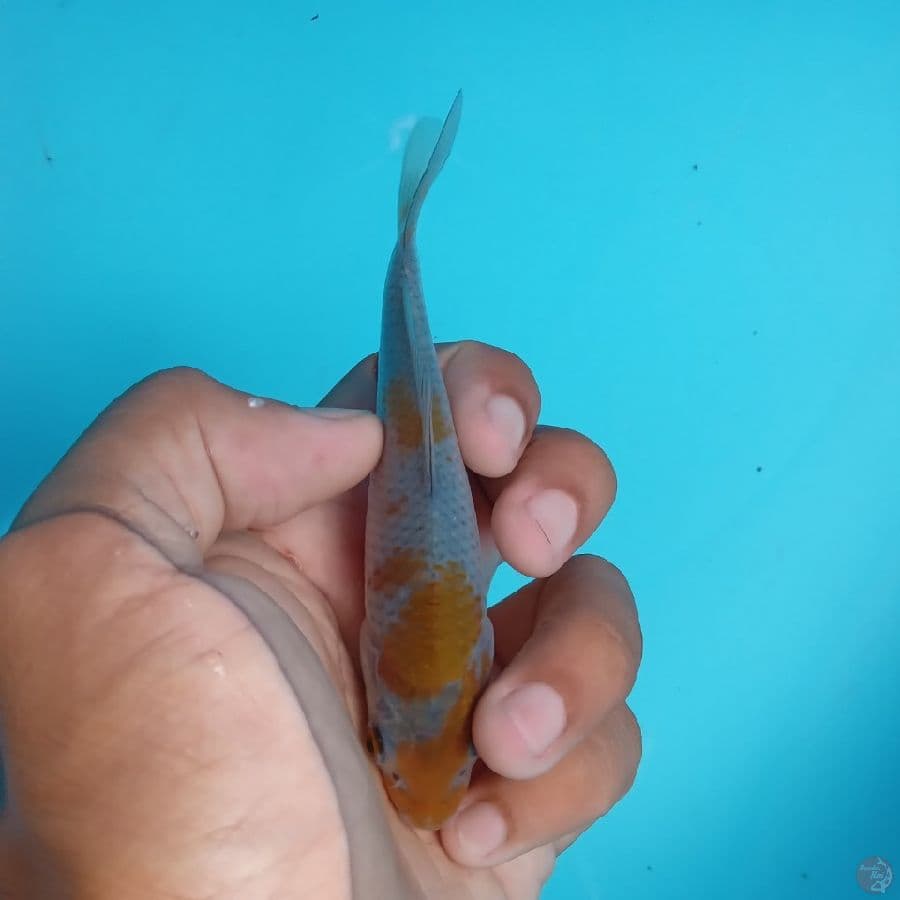 KAWARI - OCHIBA SHIGURE F 11CM