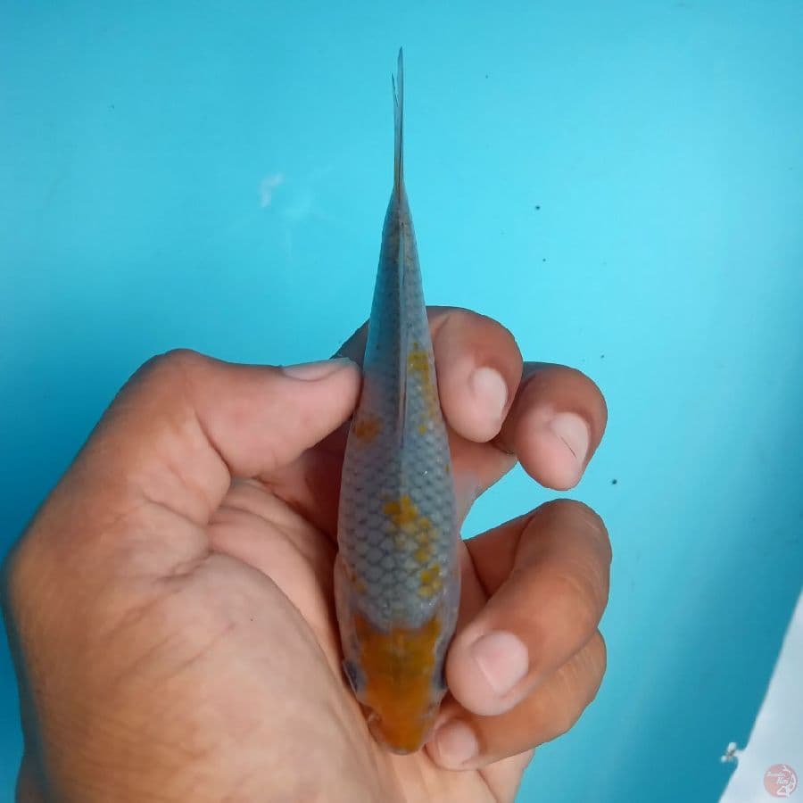 KAWARI - MARUTEN OCHIBA SHIGURE G 13CM