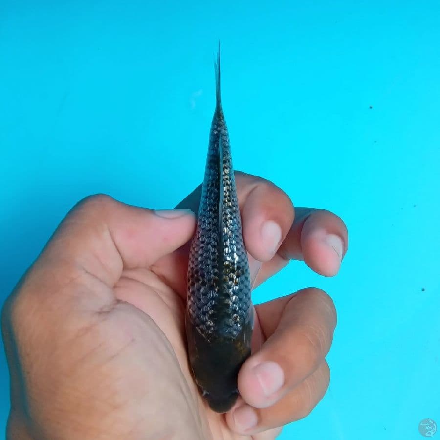 KAWARI - OCHIBA GINRIN F 12CM