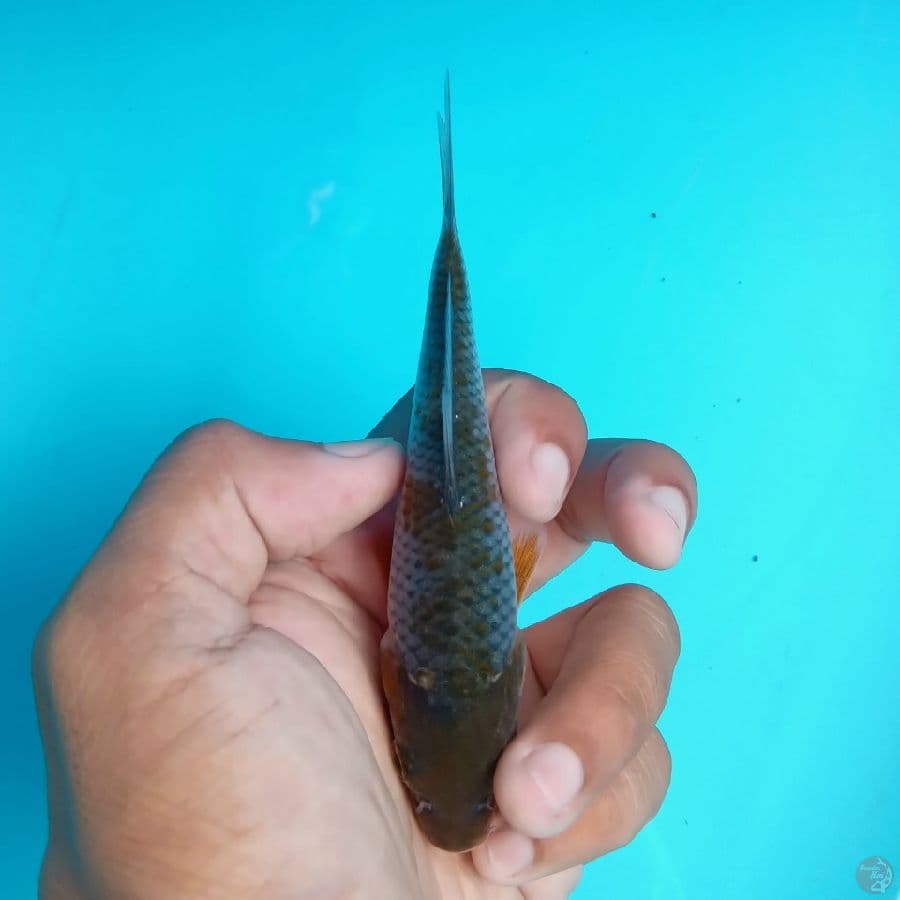 KAWARI - OCHIBA SHIGURE H 13CM