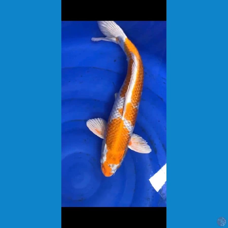 HARIWAKE 50cm M - ARIAKA KOI CENTER