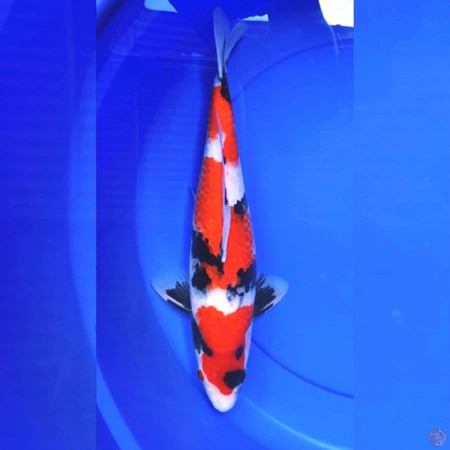 Showa sanshoku 38cm Male