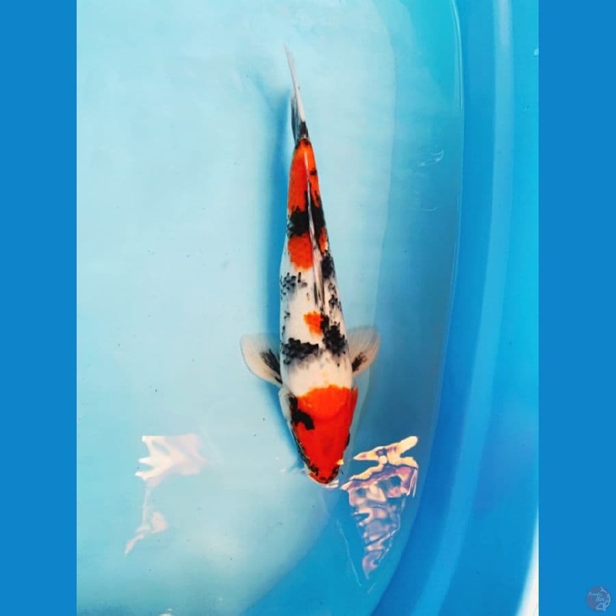 showa 35 cm