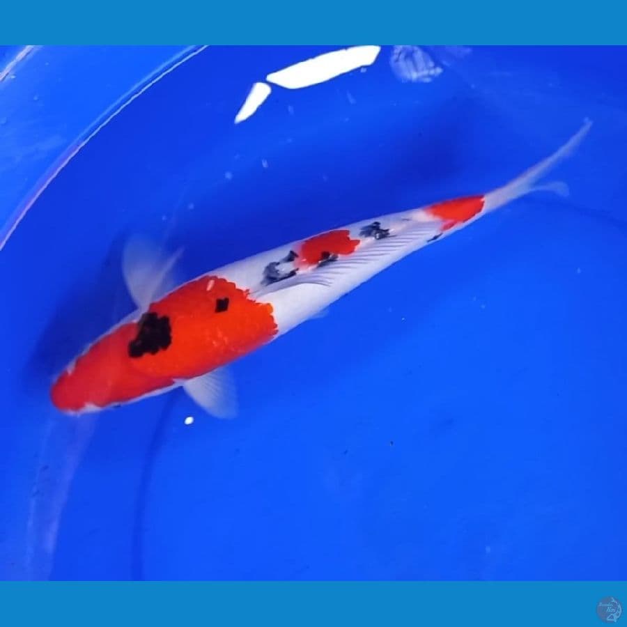 kohaku sanke