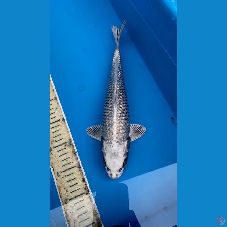 KABUTO 35cm - ARIAKA KOI CENTER
