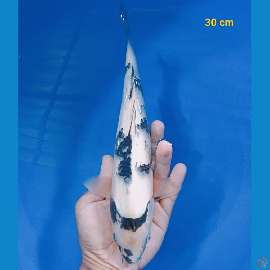 SQ Shiro 30 cm