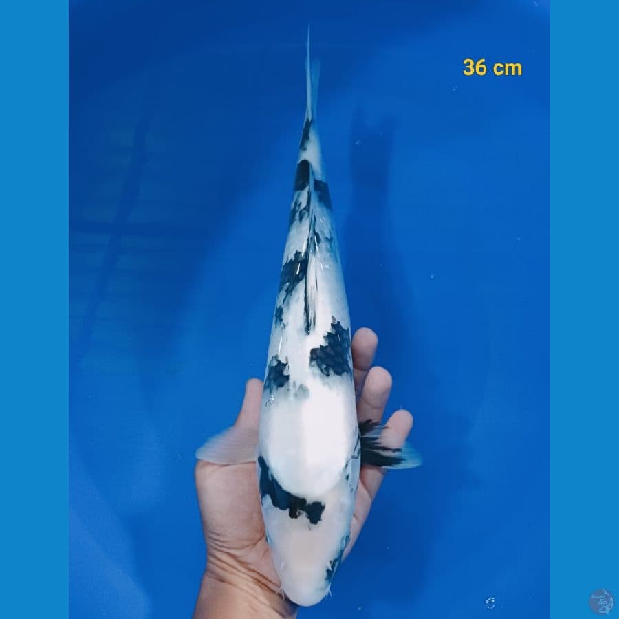 SQ shiro 36 cm