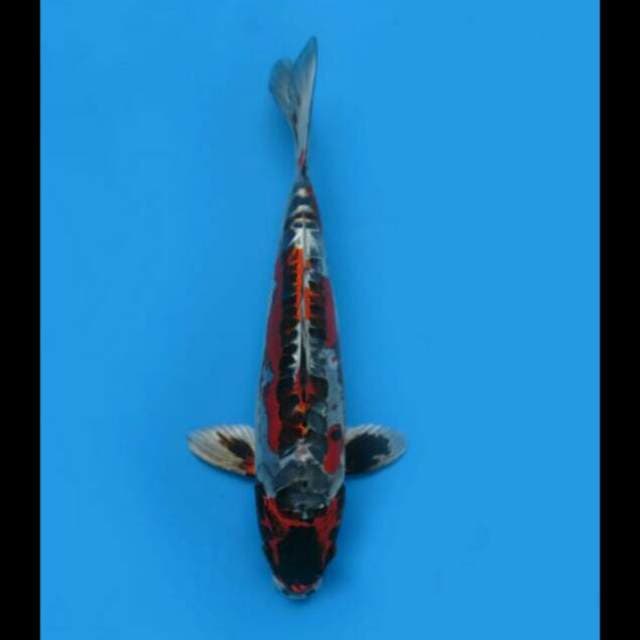 29cm Female - F1 Super Antik Koleksi