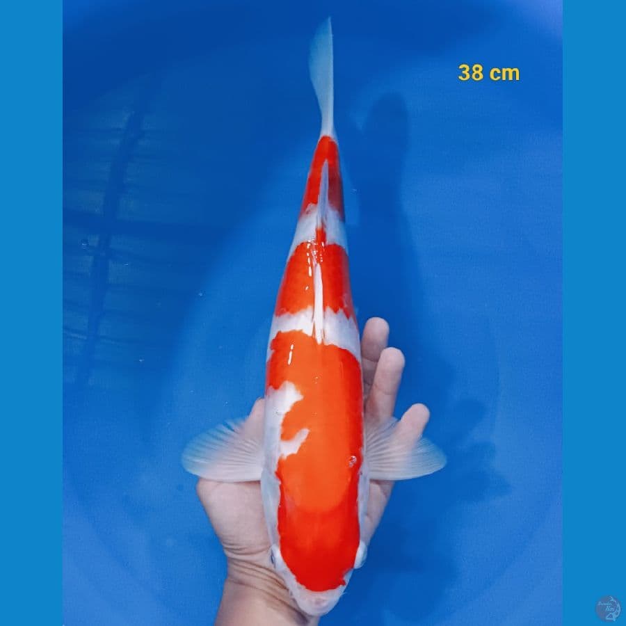 SQ kohaku 38 cm