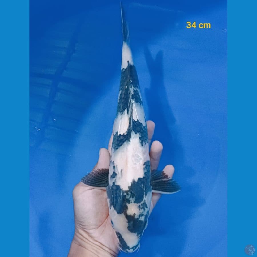 SQ shiro 34 cm