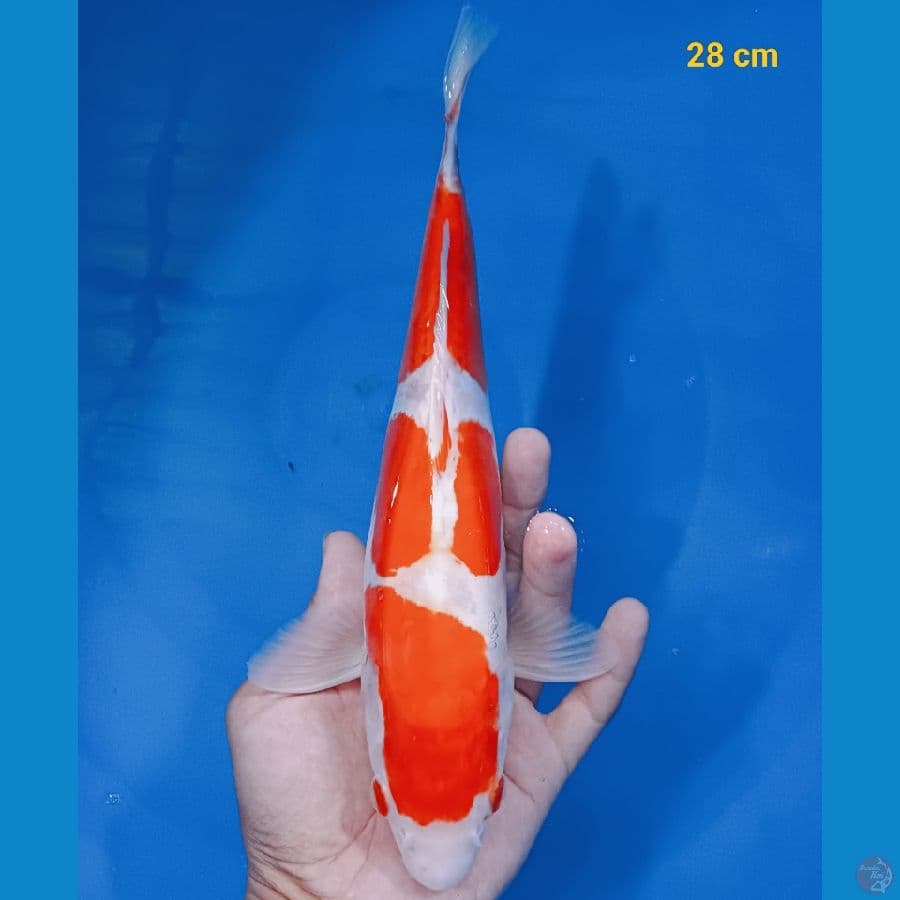 Doitsu 28 cm