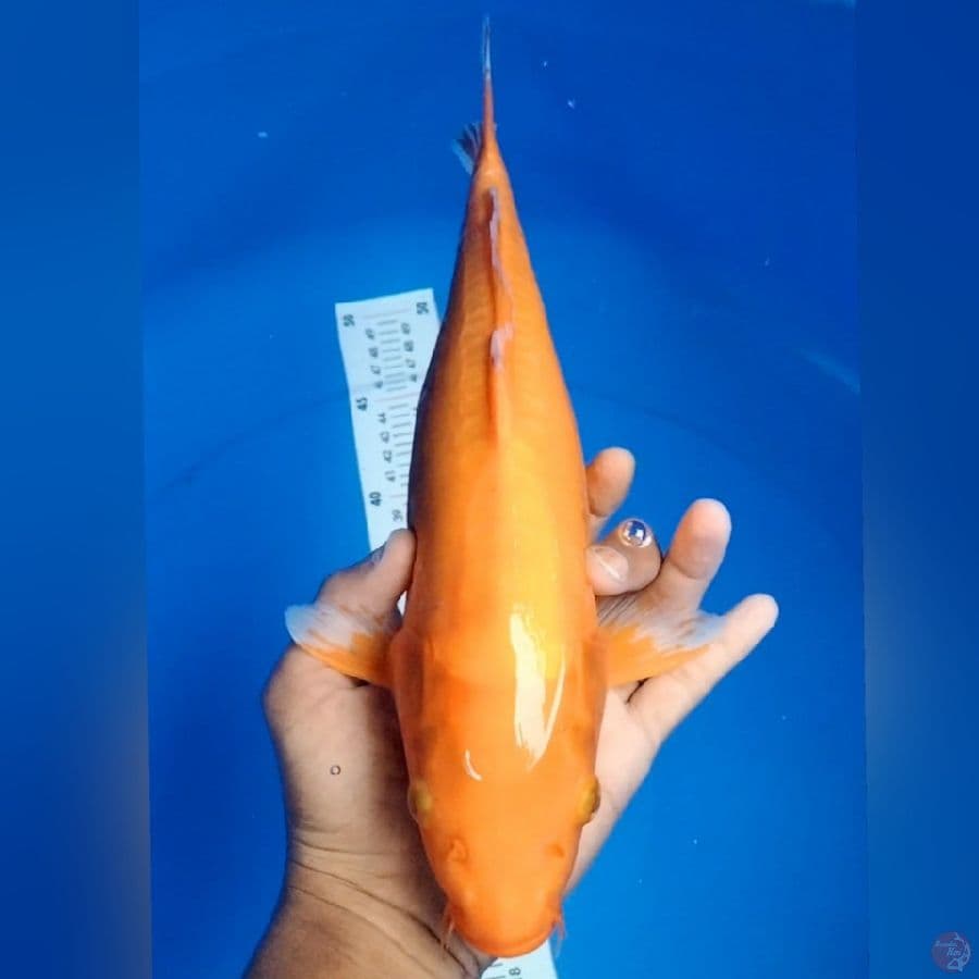 AKA HAJIRO 37cm
