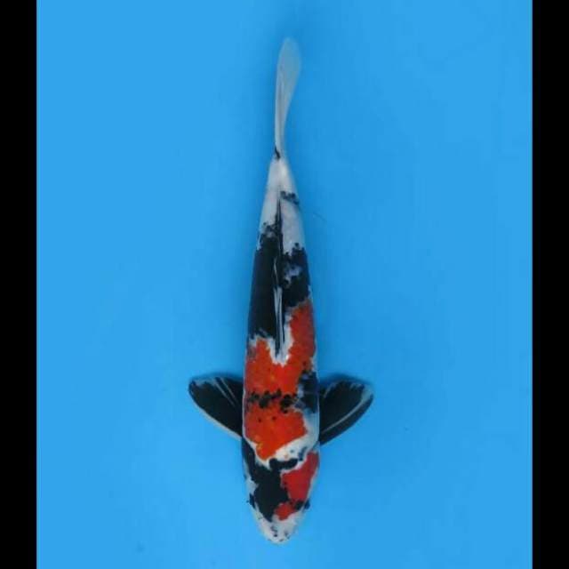 35cm Male - Maruten Showa Hq