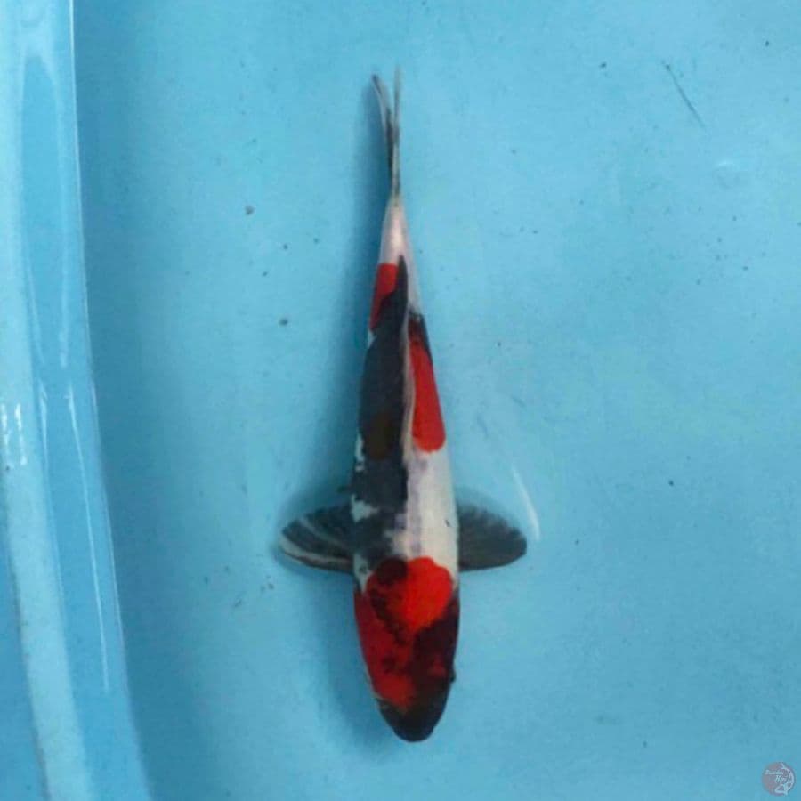 Showa 23 cm