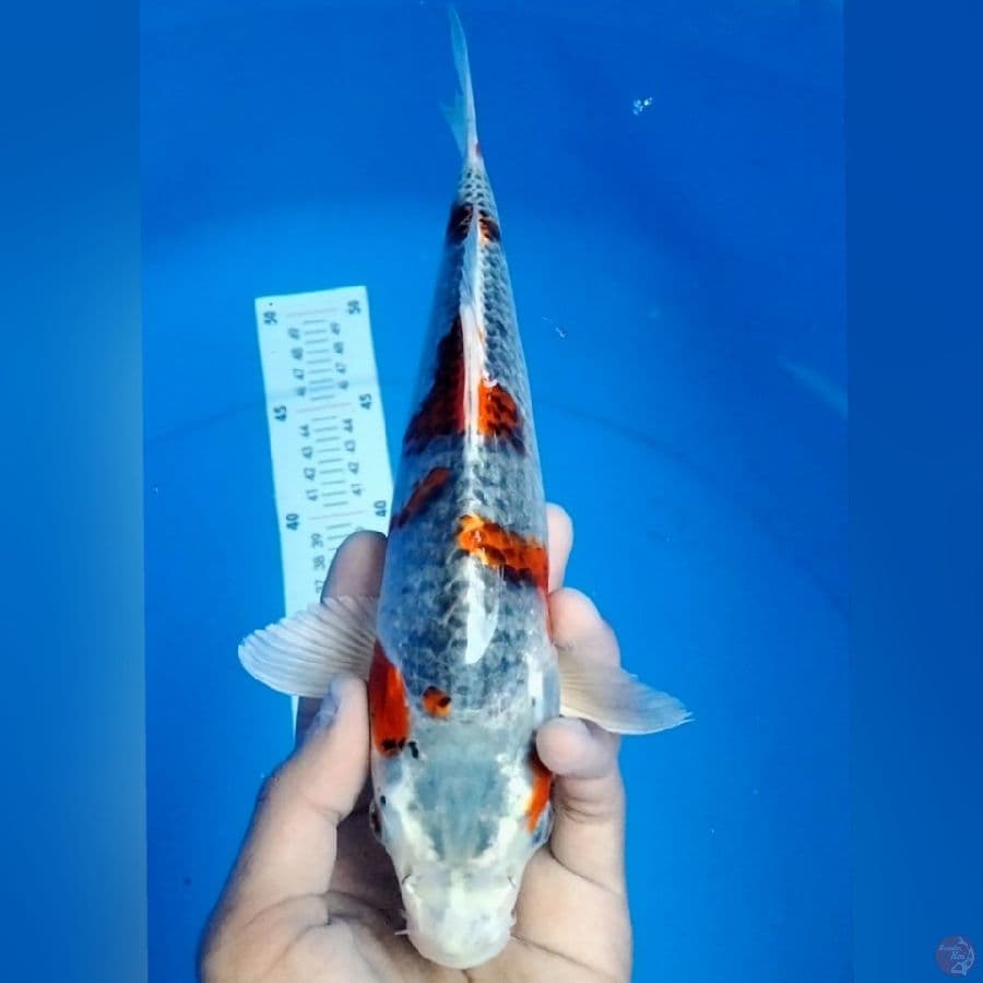 GHOSIKI 29CM