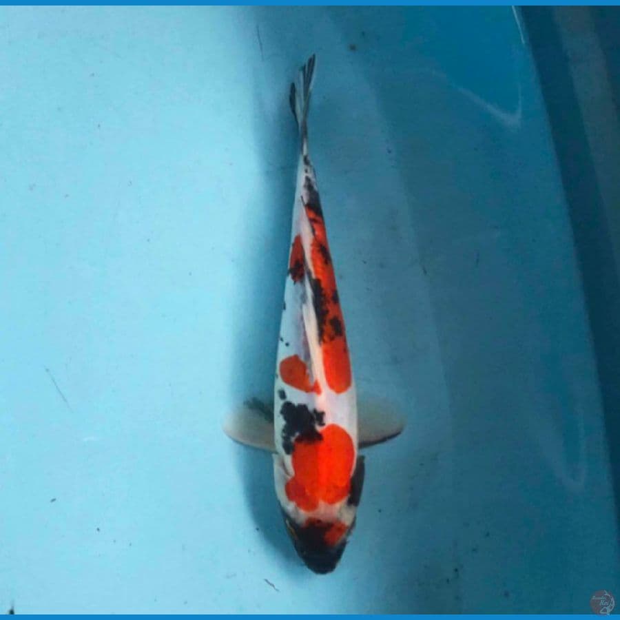 Showa 24 cm
