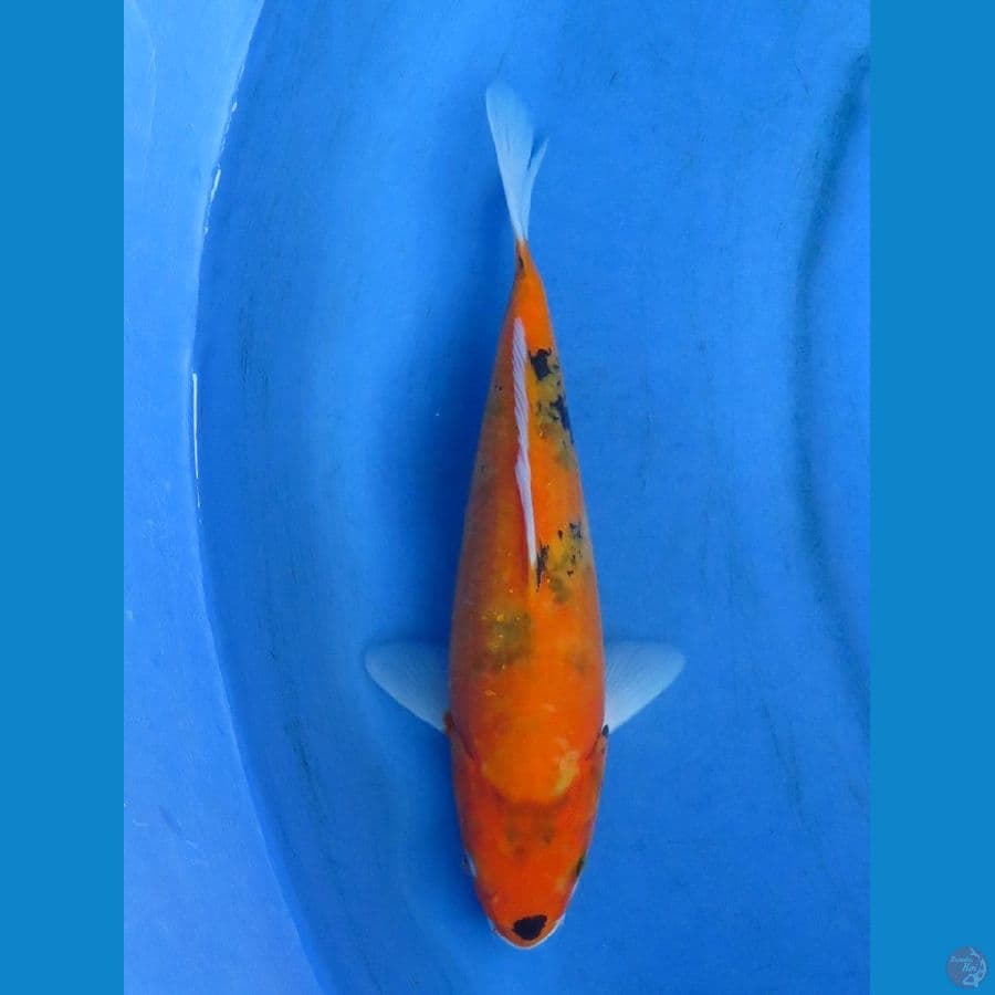 utsuri tategoi 28cm
