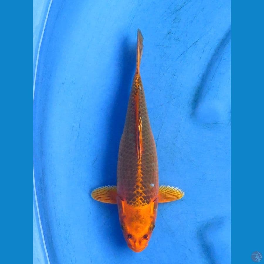 matsuba 25cm