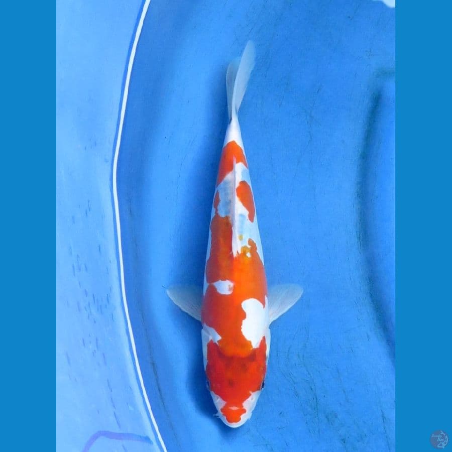 doitsu murni 30cm