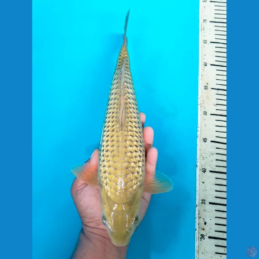 Midori Ginrin 35BU