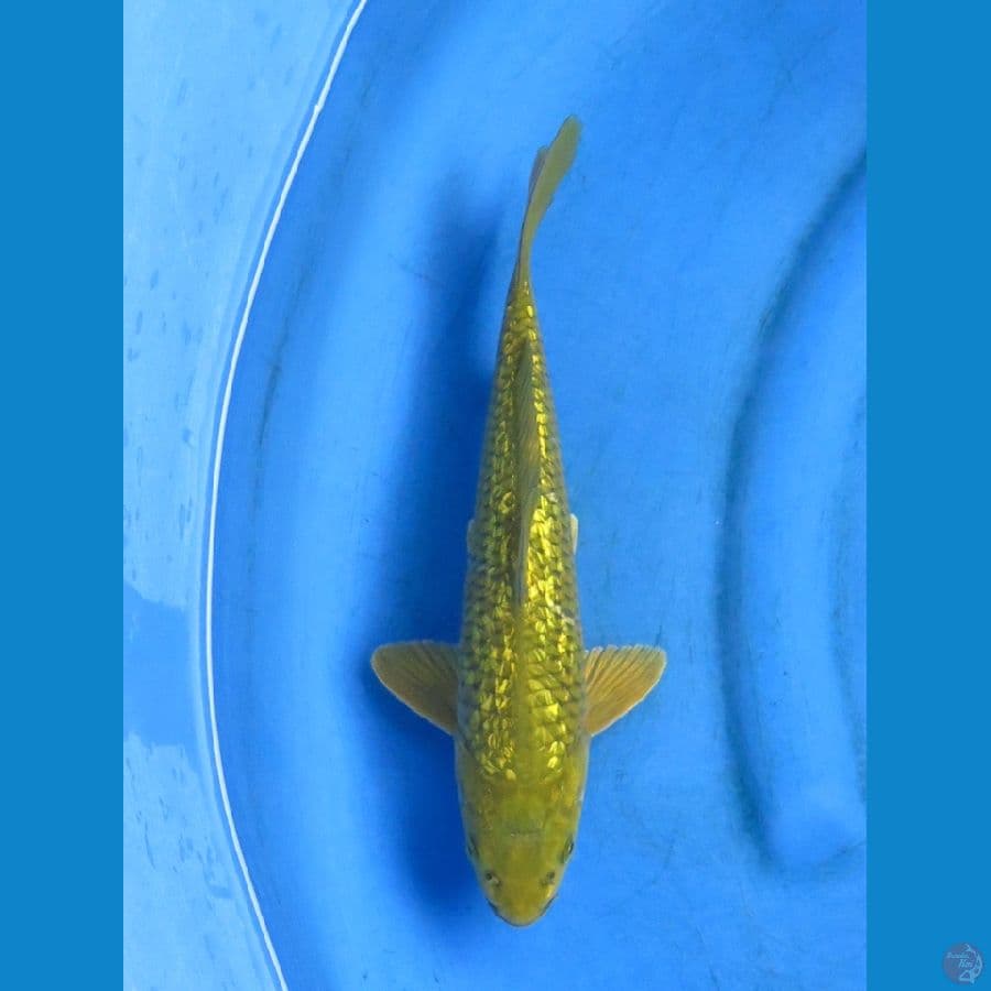 midori full gingrin 30cm
