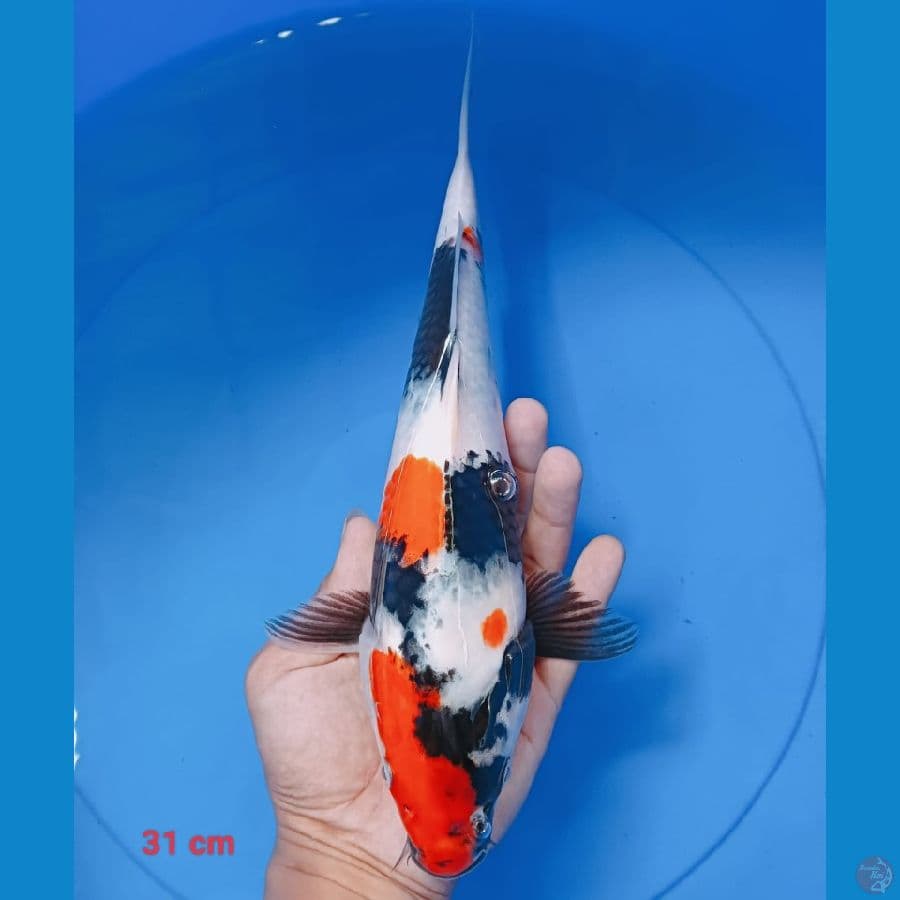 showa 31 cm