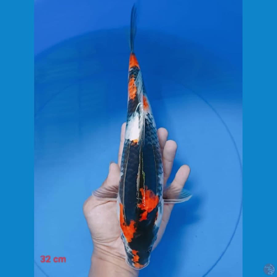 showa 32 cm