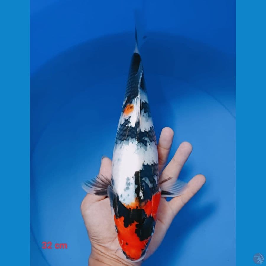 showa 32 cm