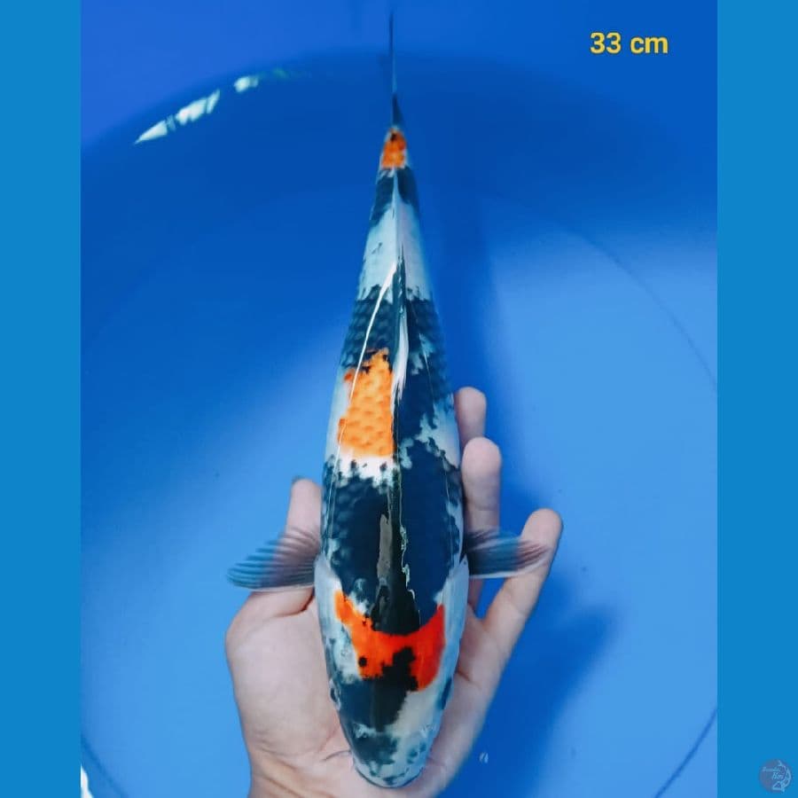 showa 33 cm