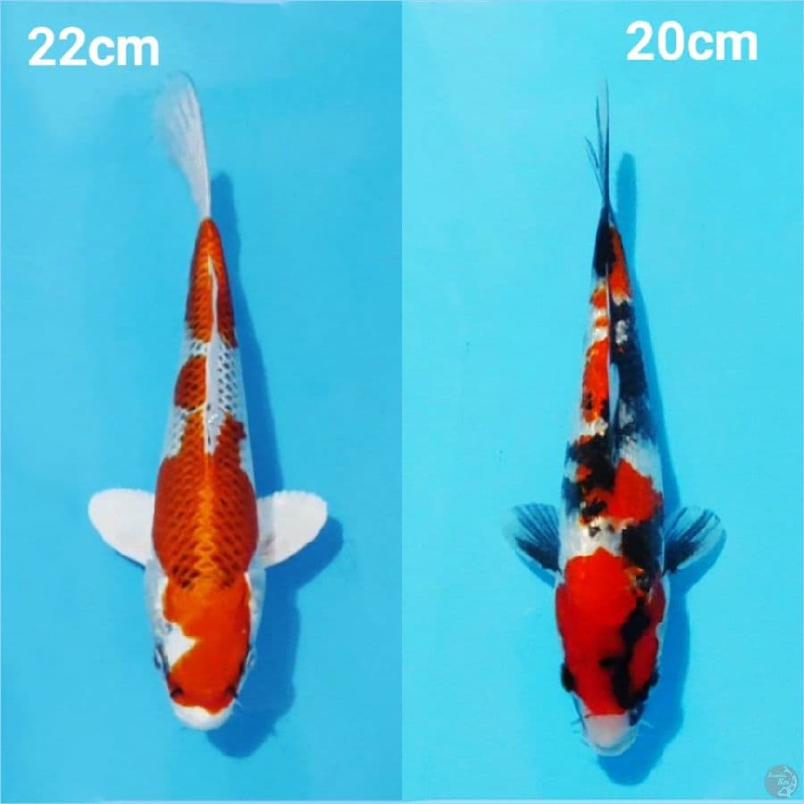 Ready show Blitar kujaku full hikari 22cm & ginrin showa 20cm