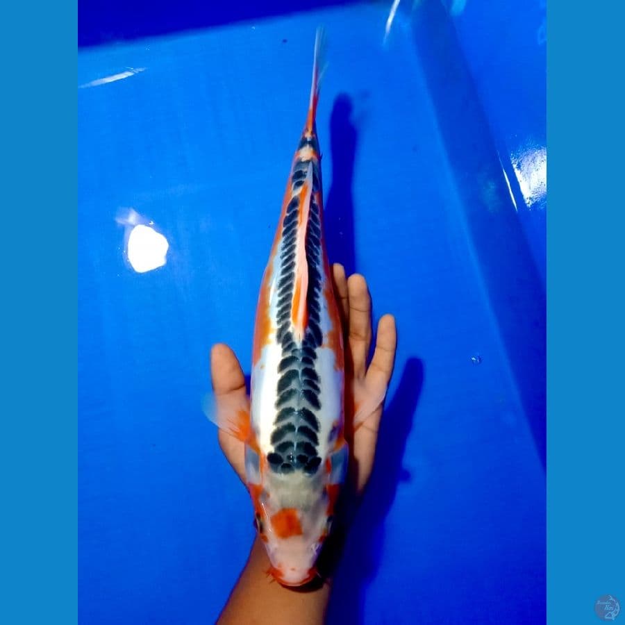 Maruten Shusui 34 cm~