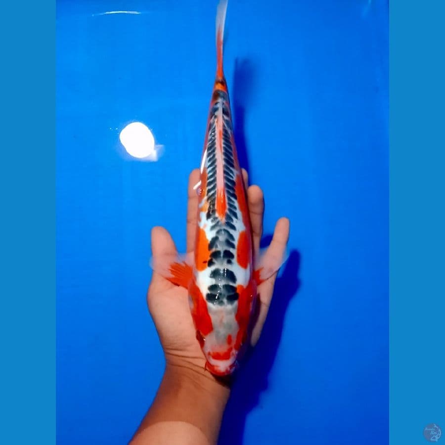 Shusui 30 cm