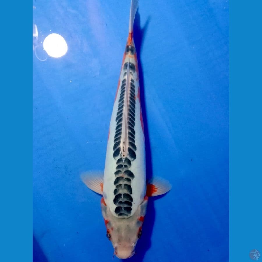Hana Shusui 30 cm Bahan keeping ~