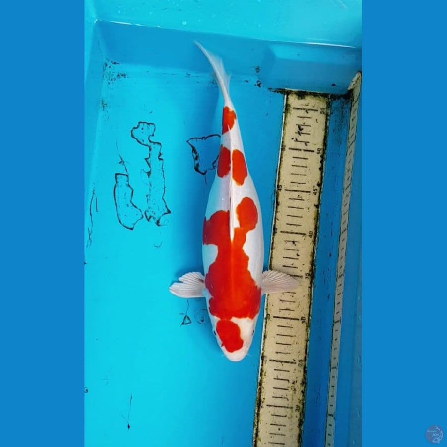 KI KUSUI 36 cm