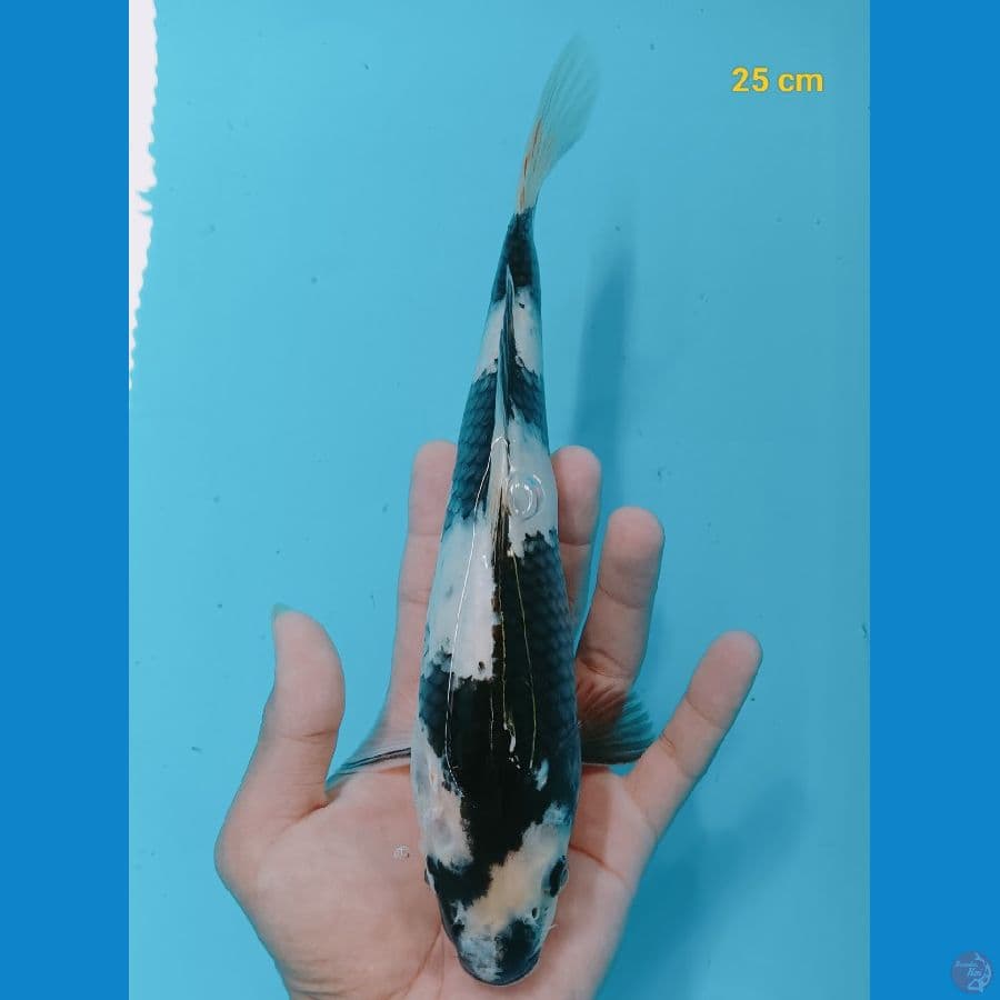 bahan keep 25 cm