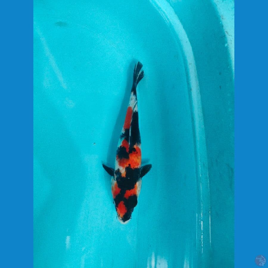SPESIAL SHOWA MALE 30CM