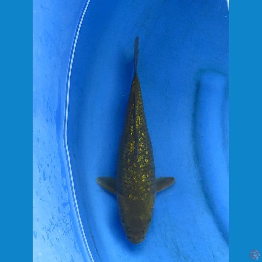 midori gingrin size 29cm