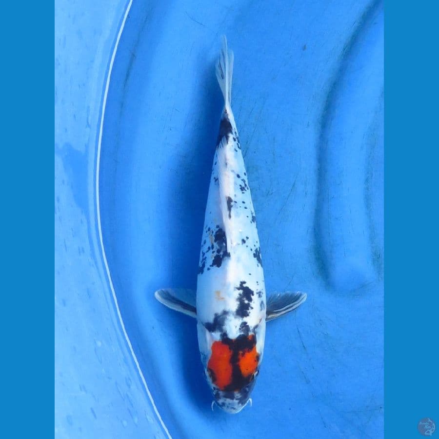 tancho showa doitsu original 31 cm