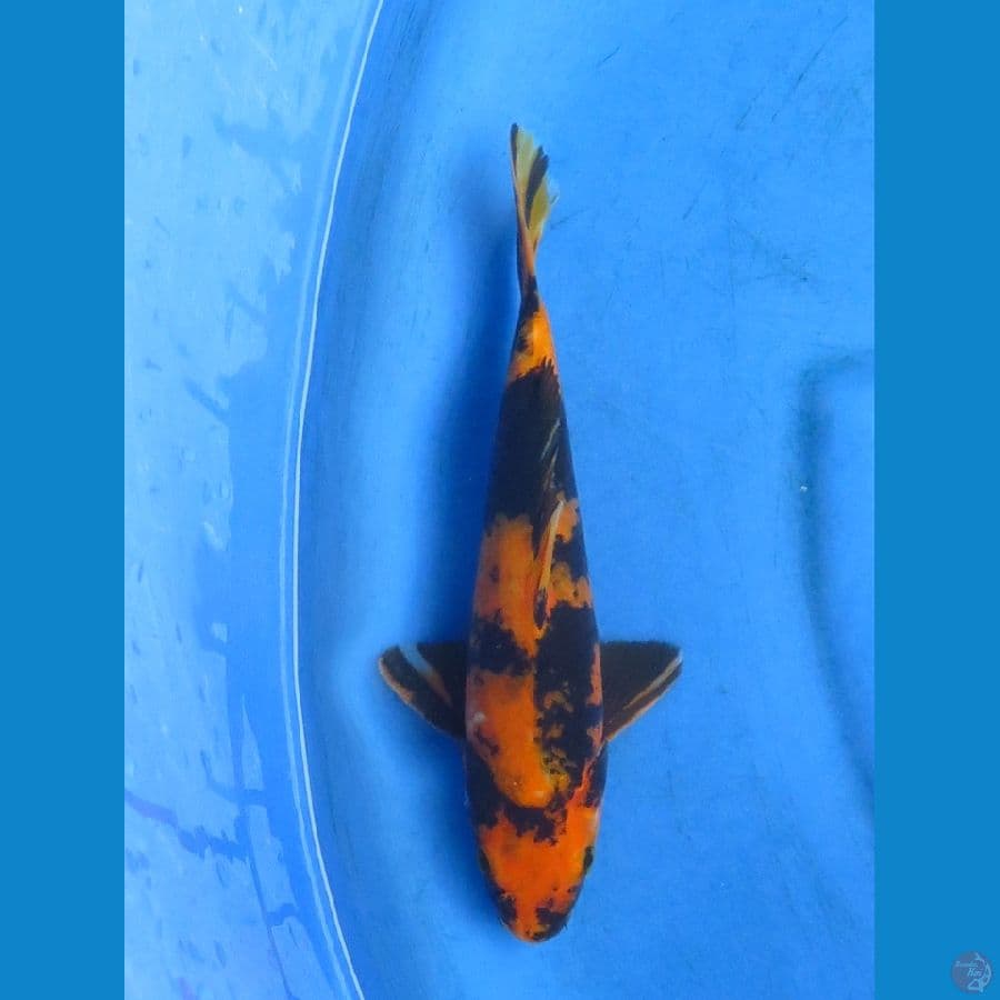 utsuri 27cm