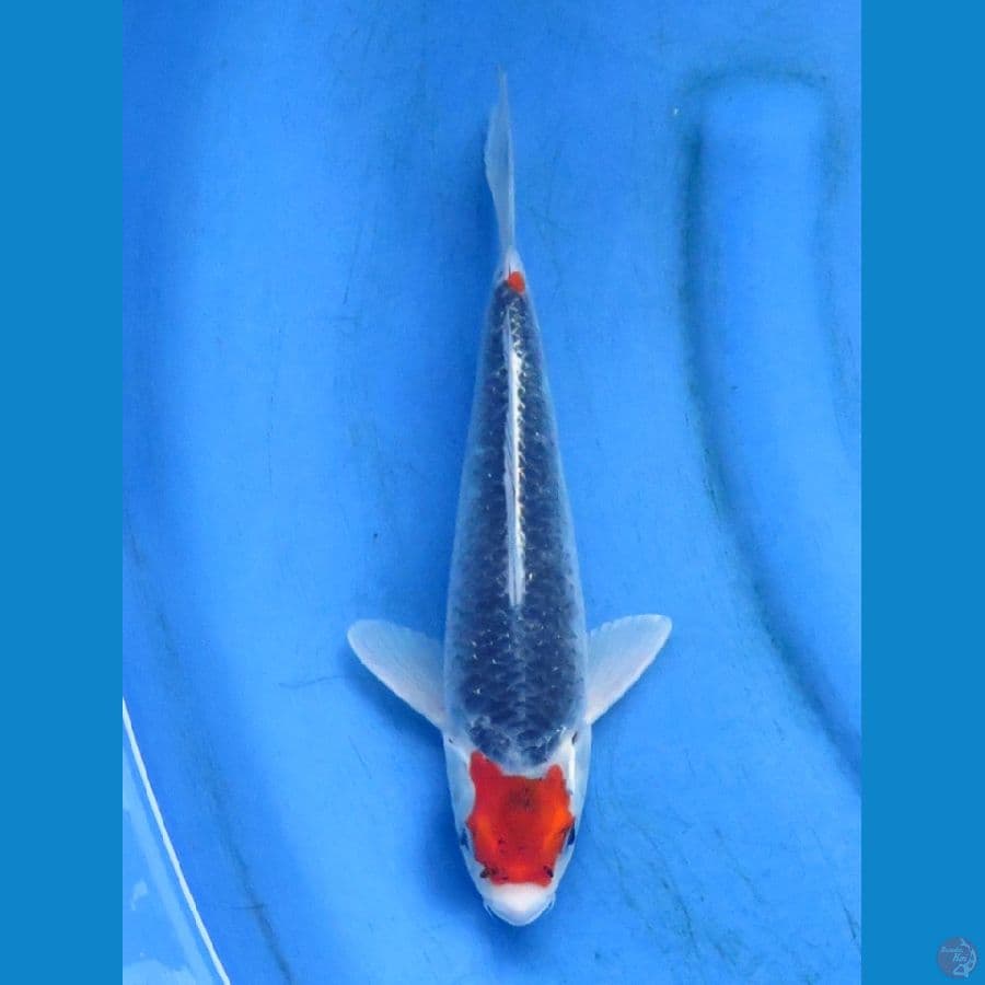 tancho gosiki 26cm