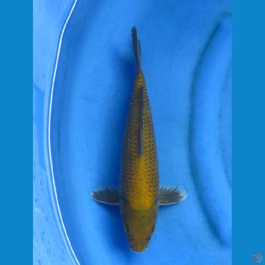 midori 31cm