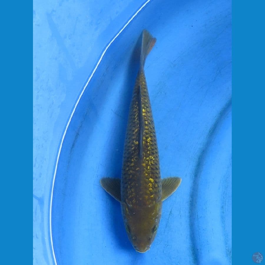 midori 29cm